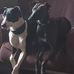 Susan McFaul - Facebook
