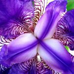 Susan McIsaac - @sweetsuemindfulliving - Instagram