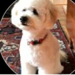 Susan Guest-Mcphail - @seapup.76 - Instagram