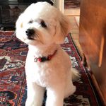 Susan Guest-Mcphail - @seapup76 - Instagram