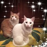 Susan McQuade - @susan.mcquade.58 - Instagram