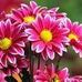 Susan Mease - Facebook