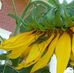 Susan Meyerhoff - Facebook