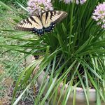 Susan Mobley - @mobleysg2 - Instagram