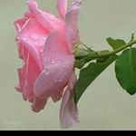 Susan Moller - @mollersusan - Instagram