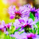 susan molnar - @susanmolnar9 - Instagram