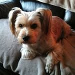 Sue Mullane - @susanmullane55 - Instagram