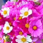 Susan Munday - Facebook