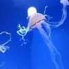 Susan.Munoz - @user7226245493134 - TikTok