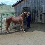 Susan Munson - @ferrettoes2011 - Instagram