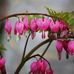 Susan Newcombe - Facebook