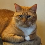 Susan Newcombe - @ruddycat77 - Instagram