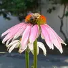 susanmooneynoon14 - @susanmooneynoon14 - TikTok