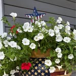 Susan Northrup - @suznorthrup - Instagram