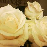 Susan Nott - @susan.nott.5 - Instagram