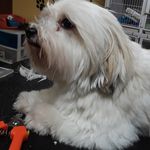 Susan Nutt - @suebeewv - Instagram