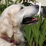 Susan Nutt - @susananddennis7 - Instagram