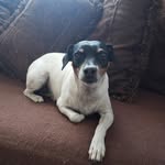 soy canela la regalona - @susan.palma.9canela - Instagram