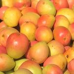 Susan Parenti - @zinasmangoes - Instagram