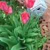 Susan Pennington - @susan.pennington00 - TikTok