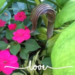 Susan Perry - @susanperry730 - Instagram