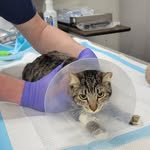 Susan Peter - @catlover6474 - Instagram