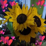 Susan Lumley-Pfeil - @slprainbow13 - Instagram