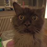 Susanne Pfeil - @susanne.pfeil - Instagram
