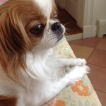Susan Piccirillo - @piccirillosusan - Instagram