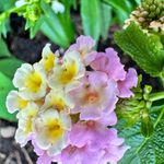 Susan Pipes - @susanpipes_wv - Instagram