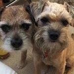 Susan Pitcher - @sewterriers - Instagram