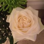 Susan Pitcher - @susan.pitcher.75 - Instagram