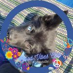 Susan Pleasants Tharin - @susanpleasantstharin - Instagram