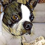 Susan Pollitt - @pollsjp - Instagram