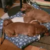 Susan Frase and dogs - @susanfrase - TikTok