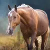 Susan Remple 🇺🇸🇨🇦🇫🇮🐎 - @ilovehorses_321 - TikTok