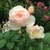 Susan Preiss - Facebook