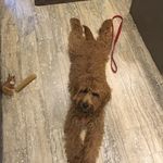 Susan Prewitt - @sullytheadventuredog - Instagram