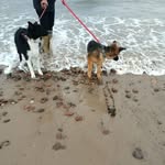 Susan Pryde - @susanprydehorses - Instagram