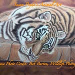 Susan Pryde - @susanprydeanimalart - Instagram