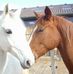 Susan Pullmann - Facebook
