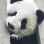 Susan Radabaugh - @srharksell - Instagram