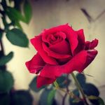 سوسن رخشان - @susanrakhshan - Instagram