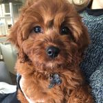 Susan Ratcliffe - @showc09 - Instagram