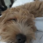 Susan Rayburn Elliott - @wrayandsheffthedoodles - Instagram