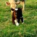 Susan Rector - Facebook