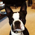 Susan Rector - @rosetylertheboston - Instagram