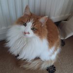 Sue Redfern - @susaneredfern - Instagram