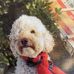 Sue Ricca - Facebook