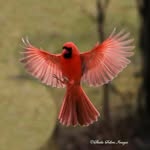 Susan Rine - @susanrine49913 - Instagram